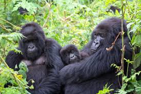 9-Day Explore Uganda: The Grand Primate & Wildlife Circuit