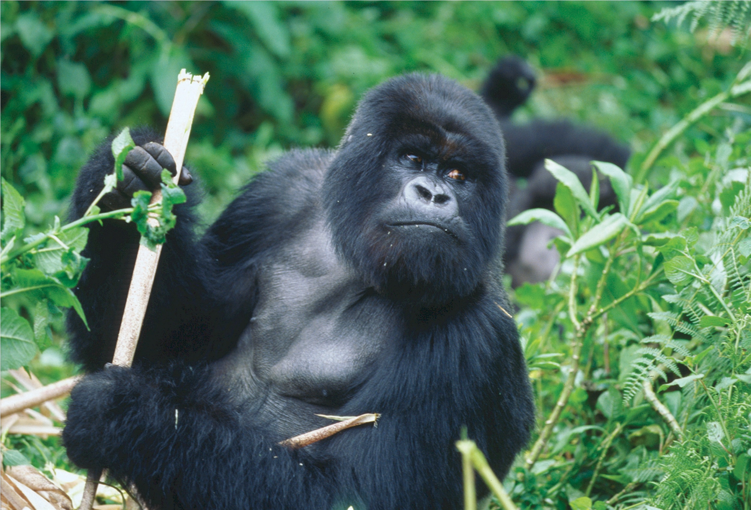3- DAYS GORILLA TREKKING EXPERIENCE IN BWINDI-UGANDA